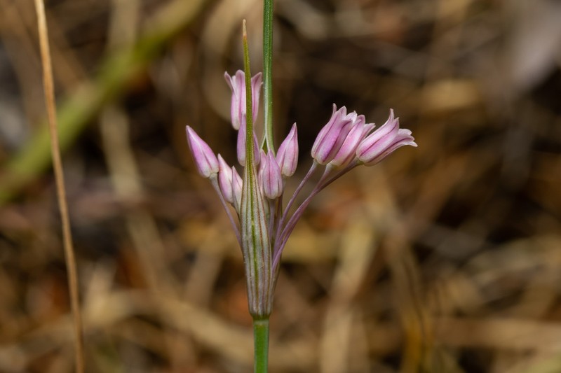 Allium cupani photo 5