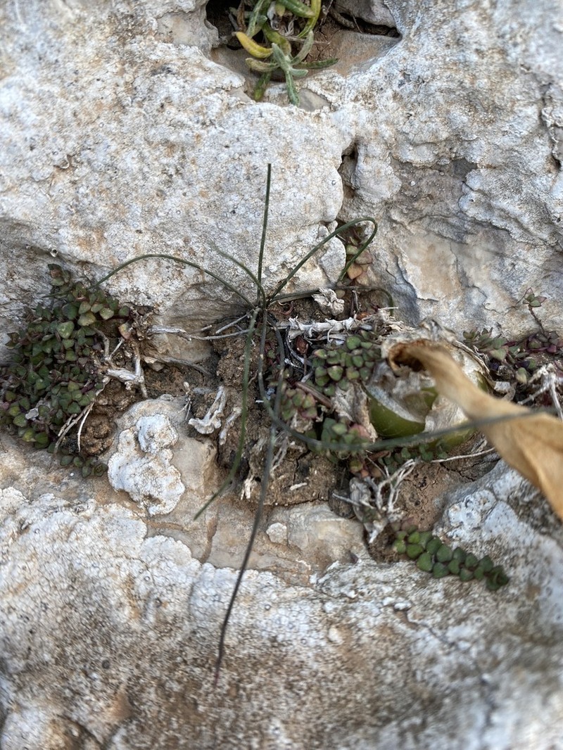 Allium cupani photo 6