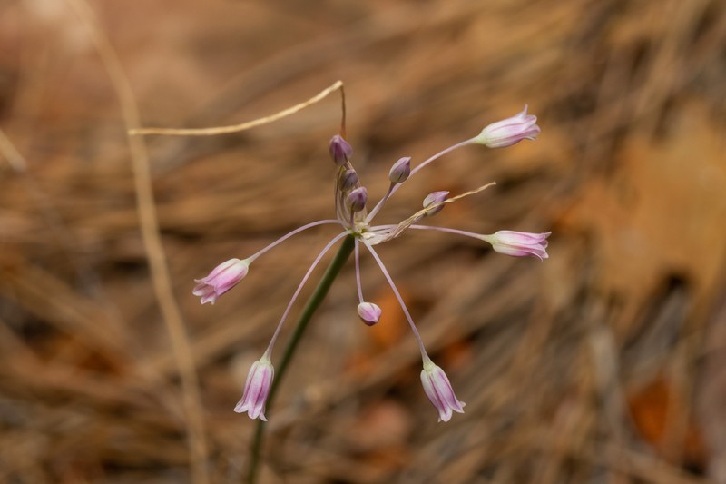 Allium cupani photo 7