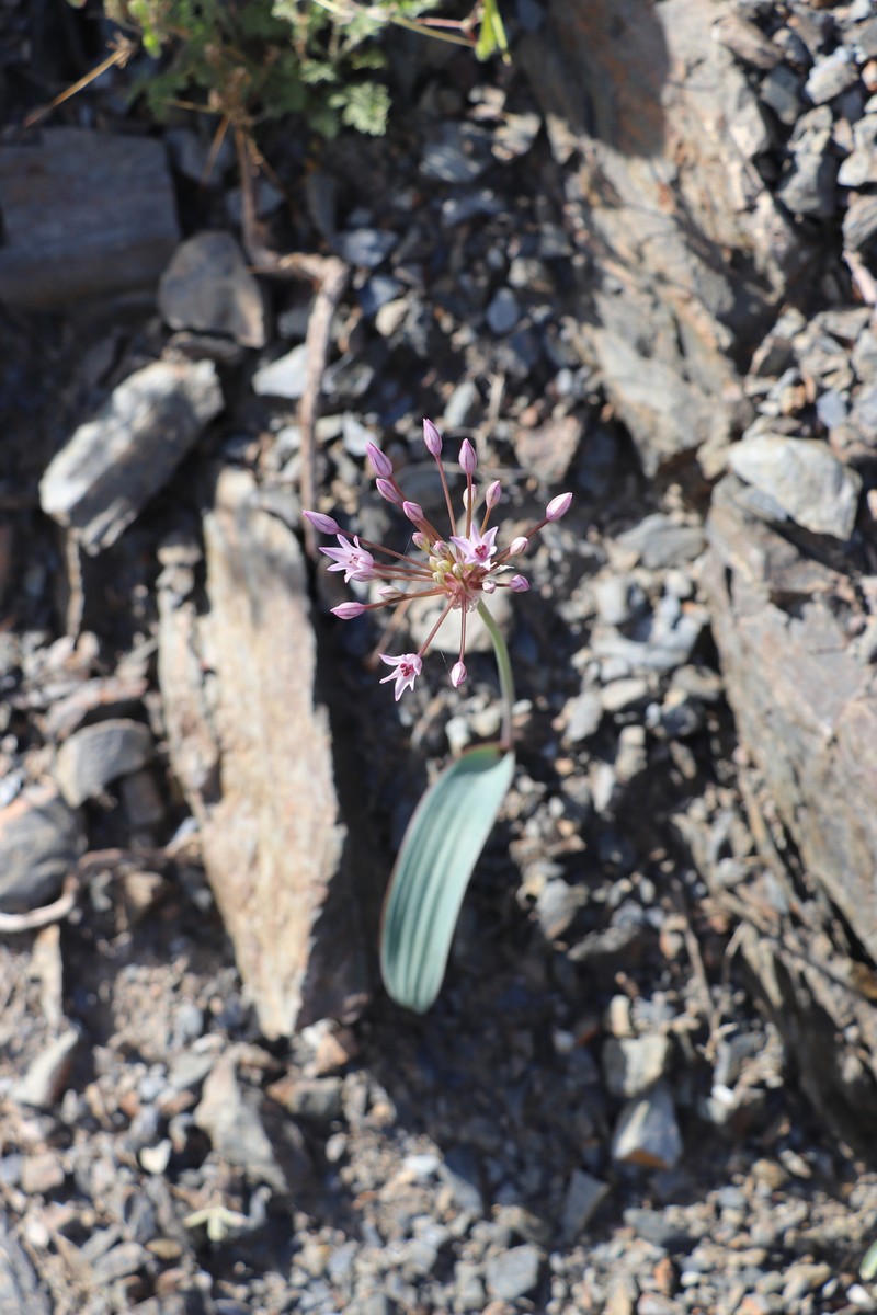 Allium cupuliferum photo 3