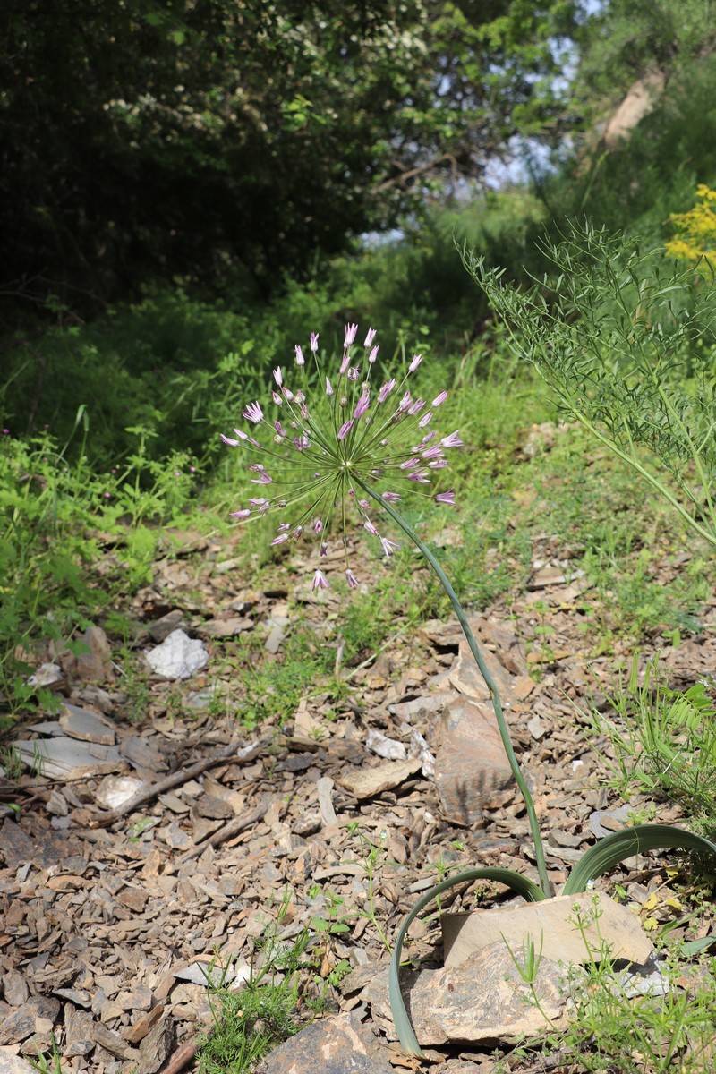 Allium cupuliferum photo 4