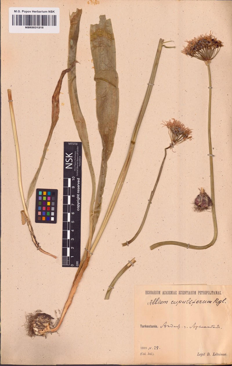 Allium cupuliferum photo 5