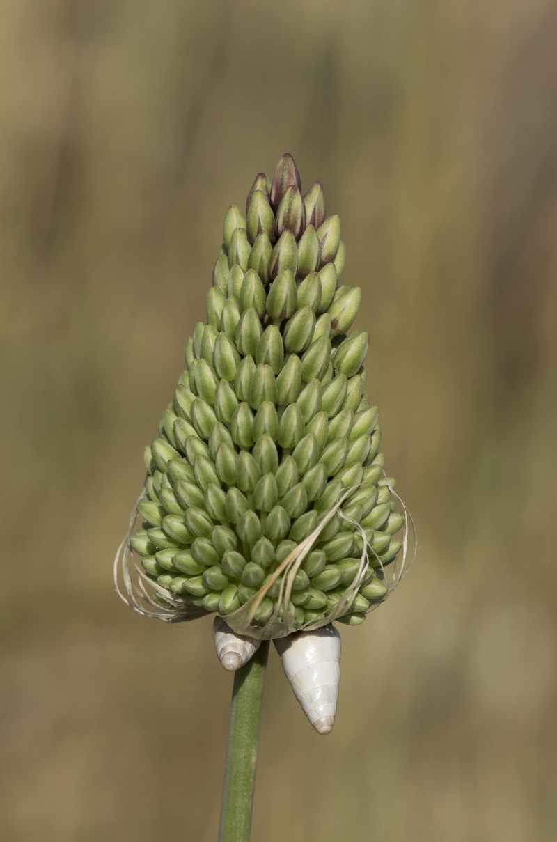 Allium curtum