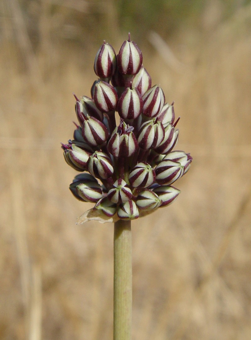Allium curtum photo 2