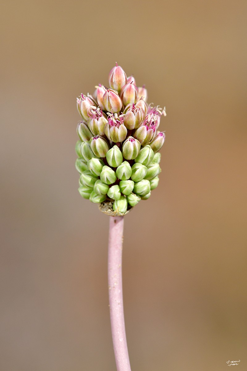 Allium curtum photo 3