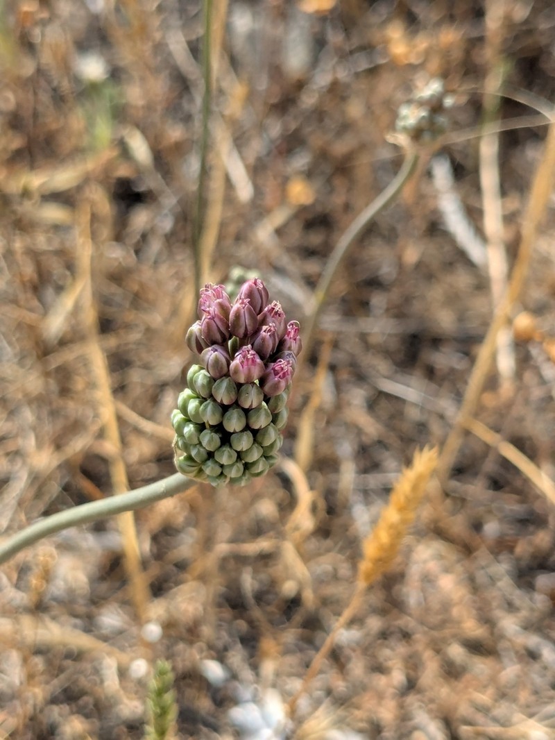 Allium curtum photo 4