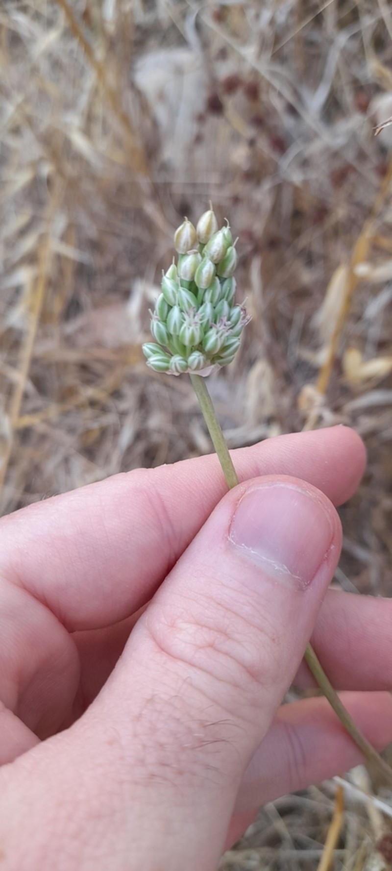 Allium curtum photo 5