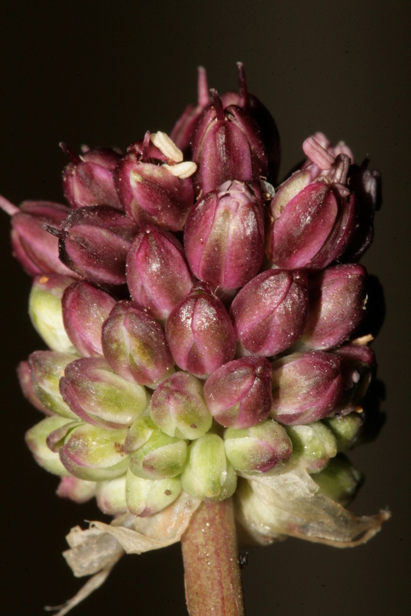 Allium curtum photo 6