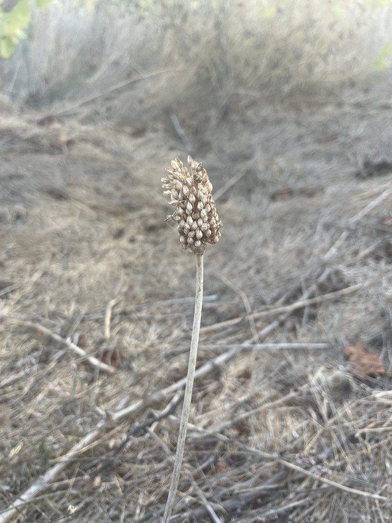 Allium curtum photo 7
