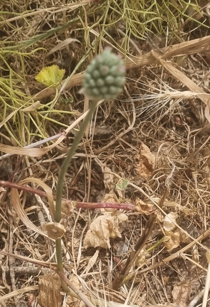 Allium curtum photo 8