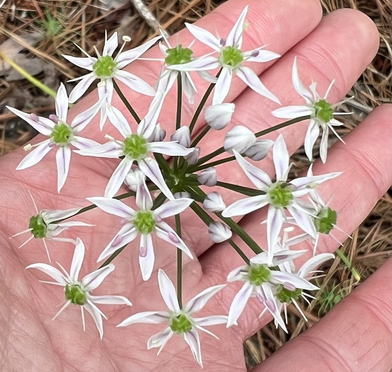 Striped Garlic photo 5