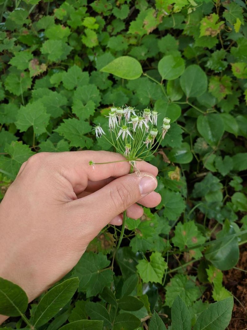 Striped Garlic photo 6