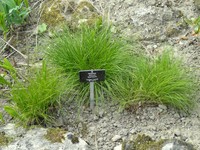 Allium cyaneum