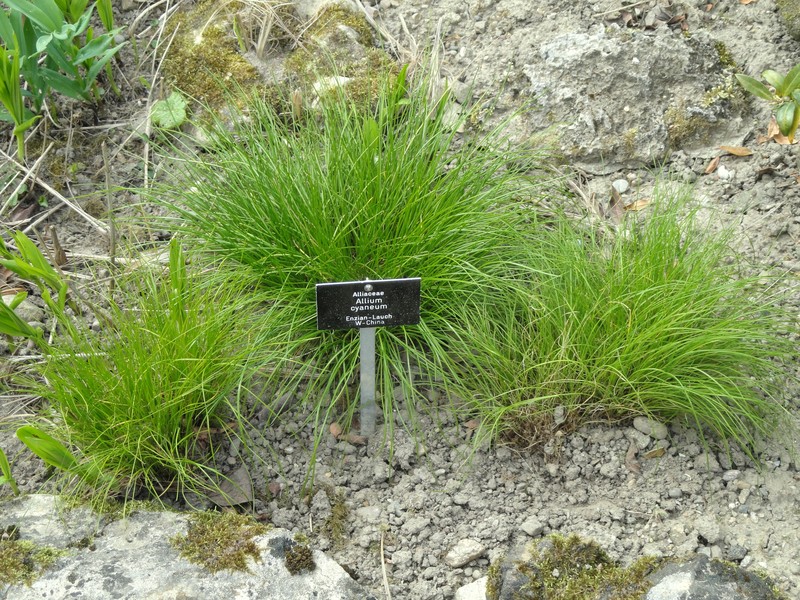 Allium cyaneum