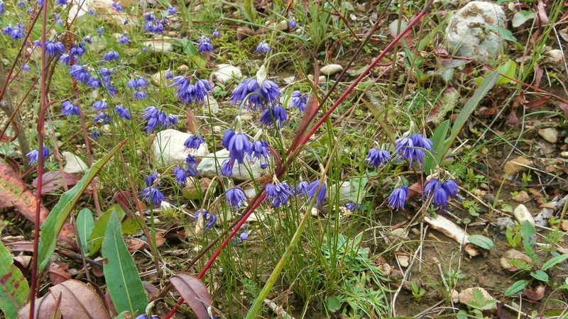 Allium cyaneum photo 2