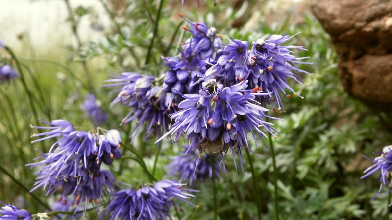Allium cyaneum photo 3