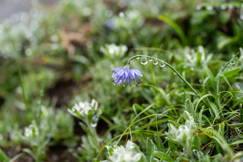 Allium cyaneum photo 4