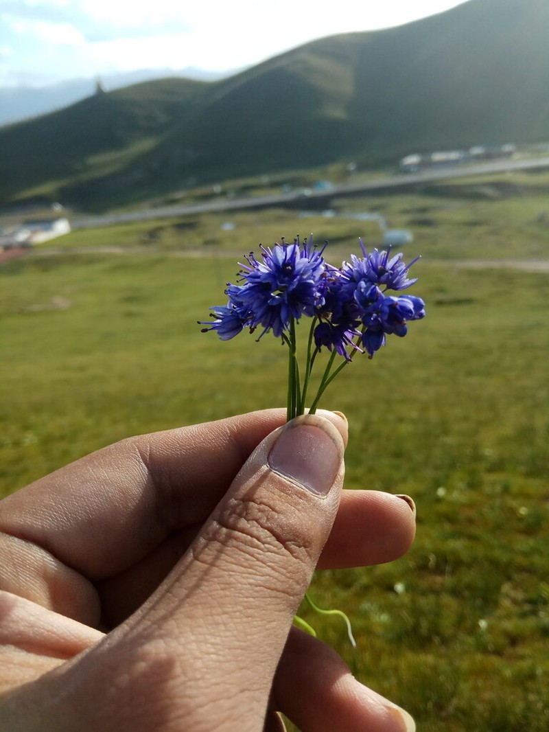 Allium cyaneum photo 5