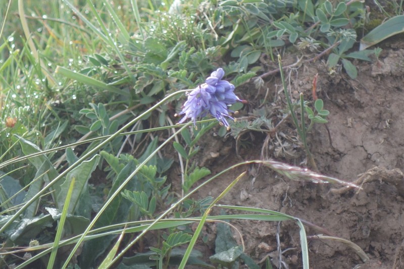 Allium cyaneum photo 6
