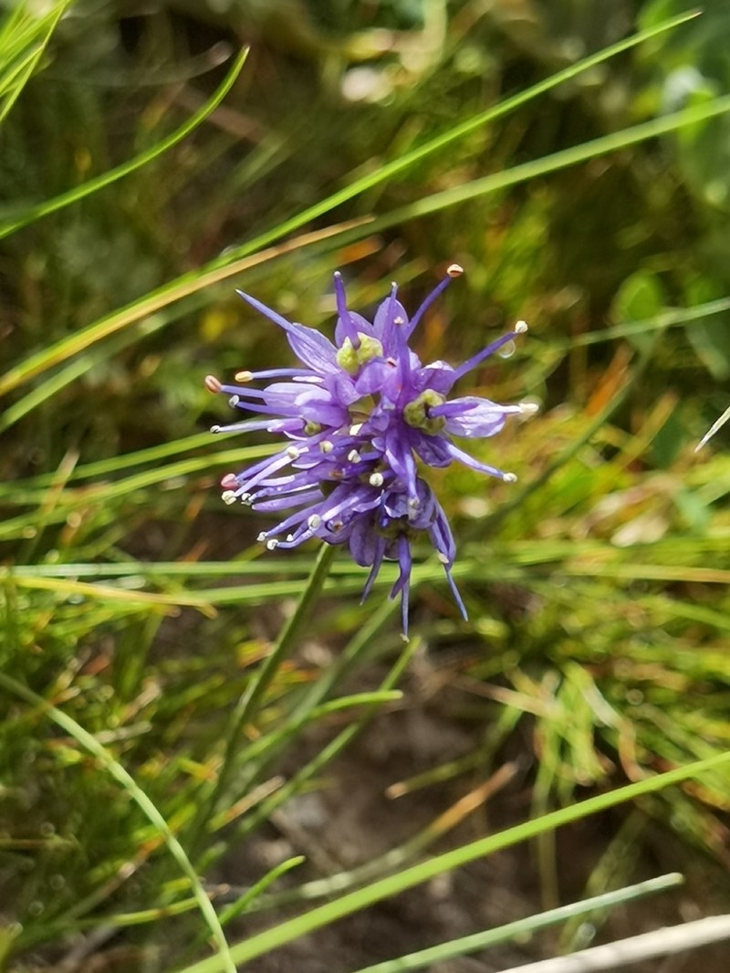 Allium cyaneum photo 7
