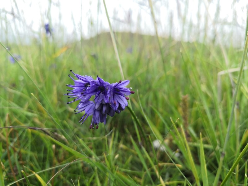 Allium cyaneum photo 8