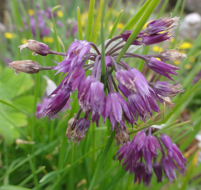 Allium cyathophorum