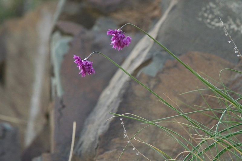 Allium cyathophorum photo 2