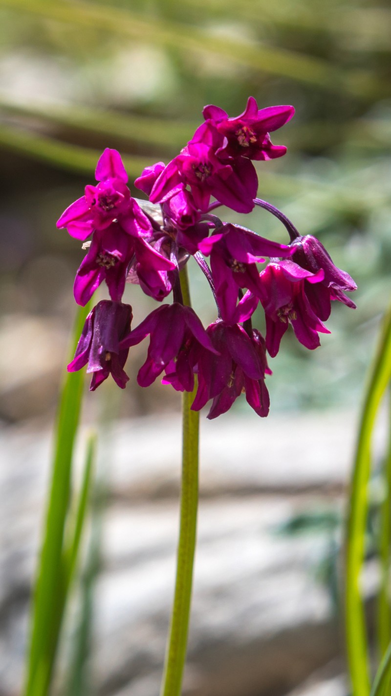 Allium cyathophorum photo 3