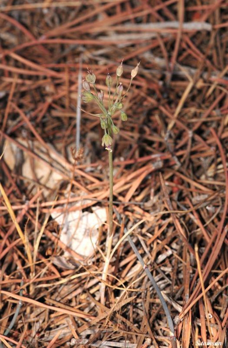 Allium cyprium