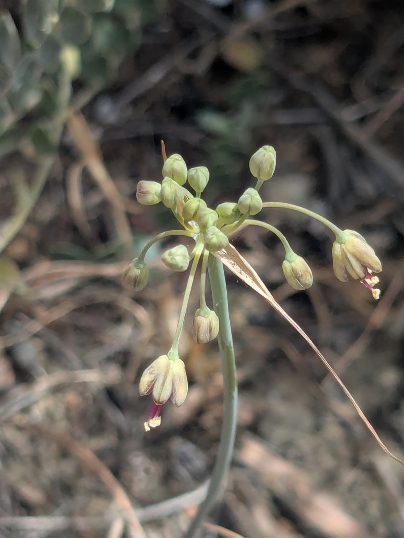 Allium cyprium photo 3