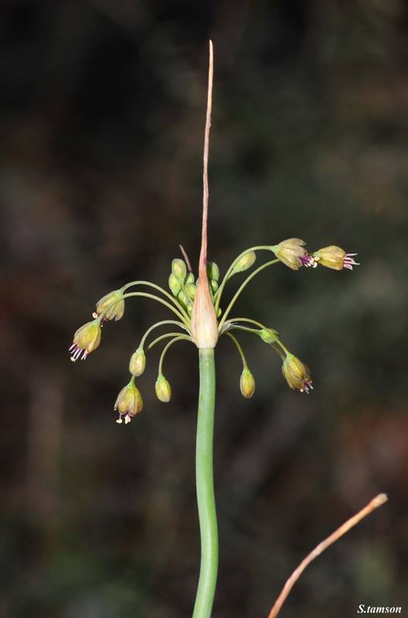 Allium cyprium photo 4