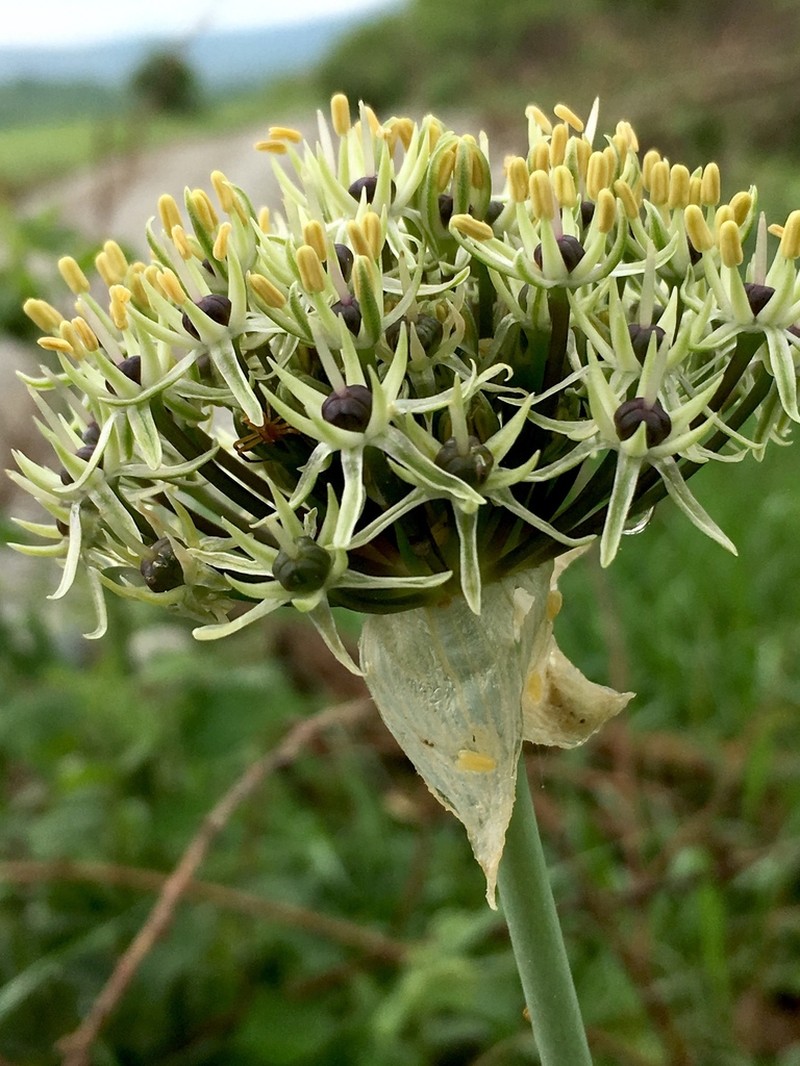 Allium cyrilli photo 3