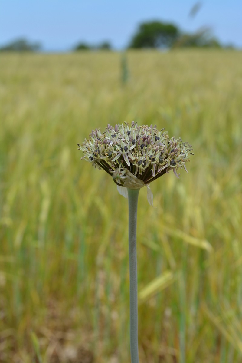 Allium cyrilli photo 4