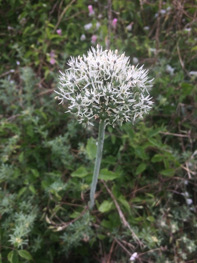 Allium cyrilli photo 5