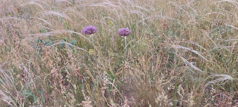 Allium cyrilli photo 6