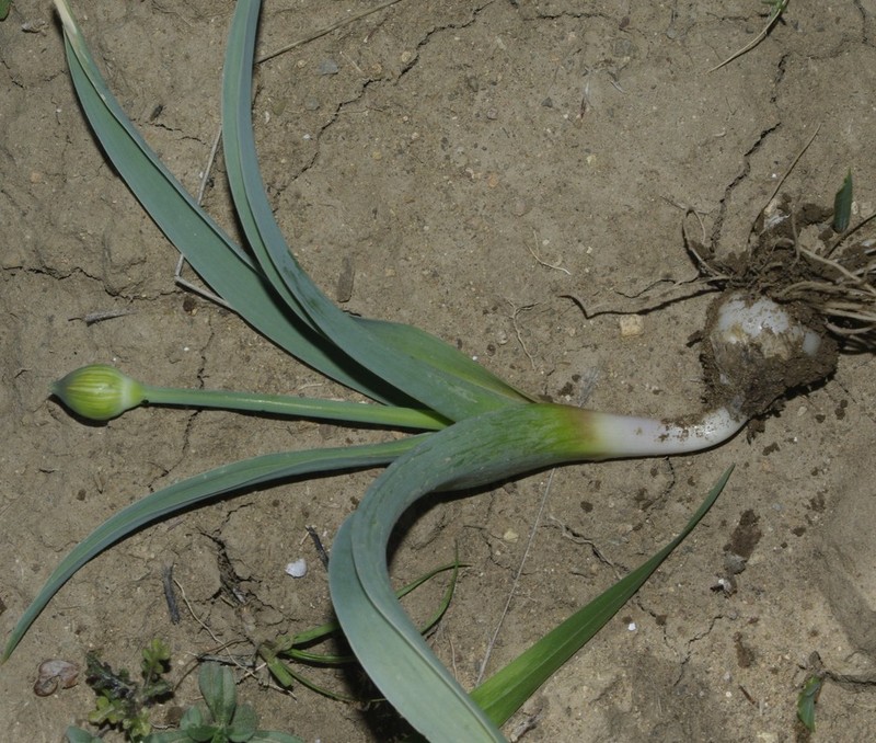 Allium cyrilli photo 7
