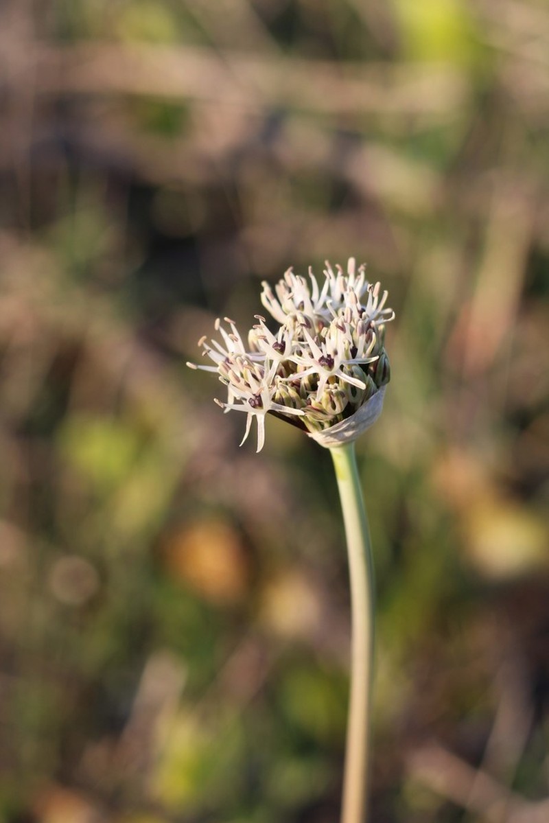 Allium cyrilli photo 8