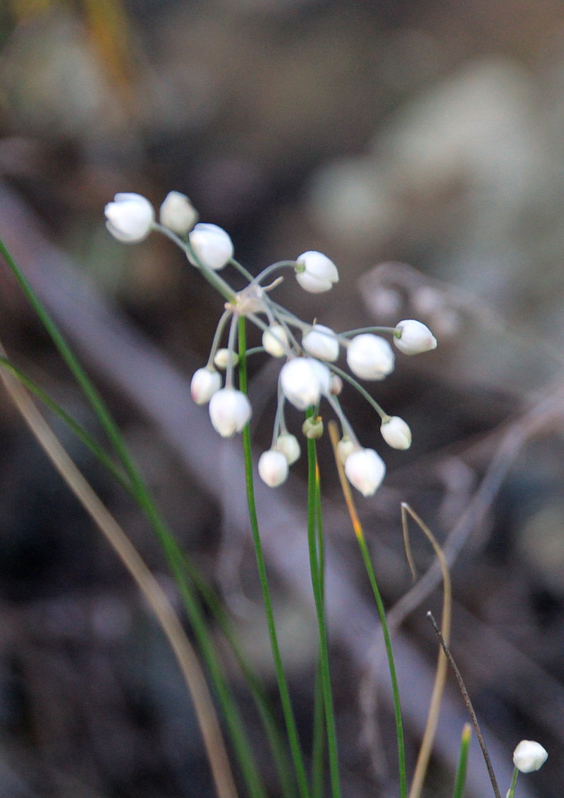 Allium czemalense