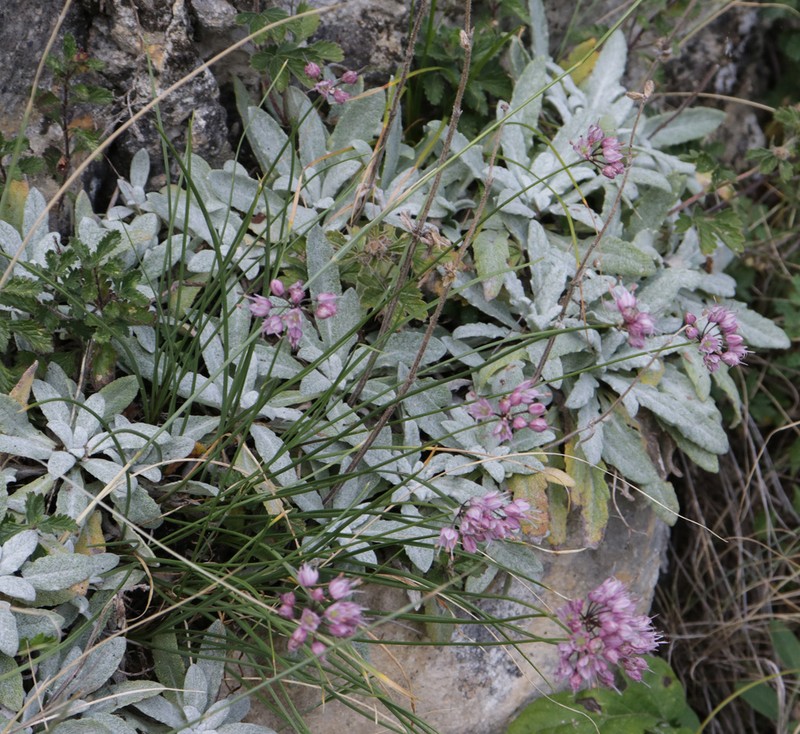 Allium daghestanicum photo 2