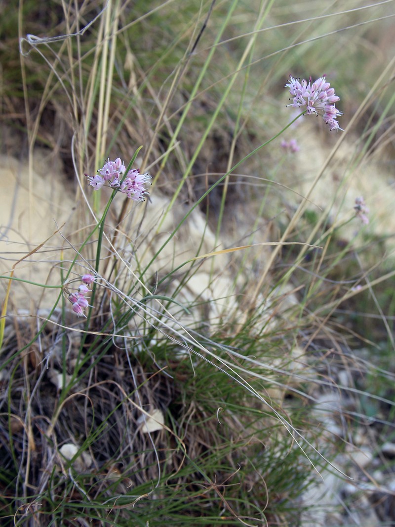 Allium daghestanicum photo 3