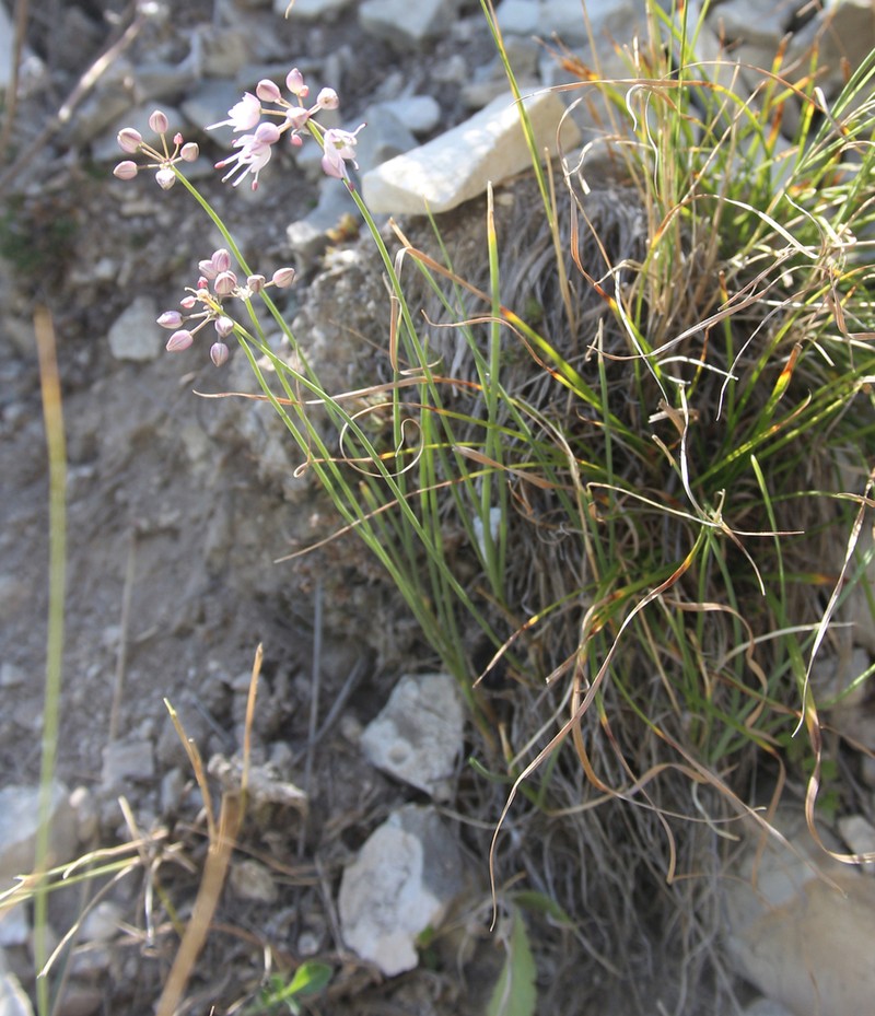 Allium daghestanicum photo 4