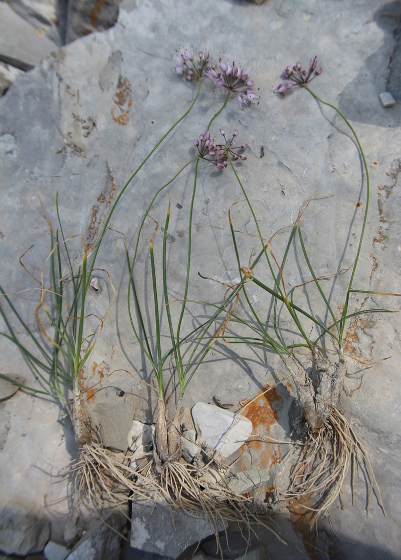 Allium daghestanicum photo 5