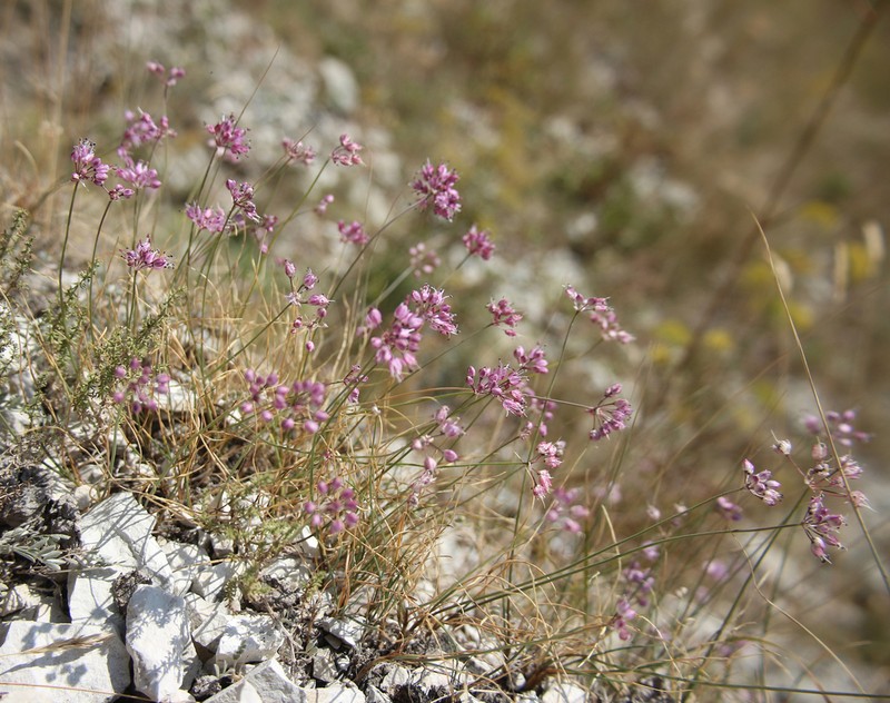 Allium daghestanicum photo 6