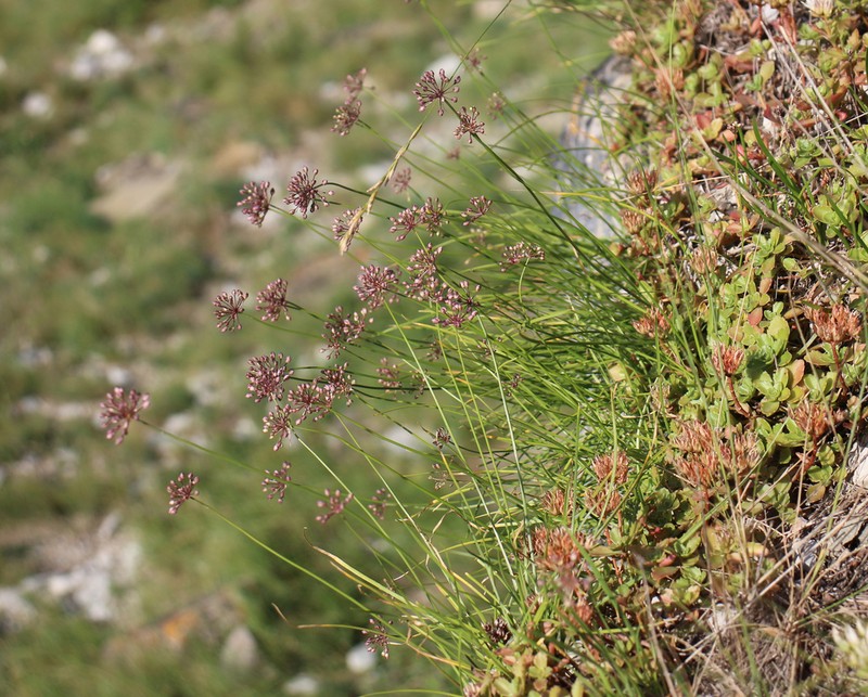 Allium daghestanicum photo 7