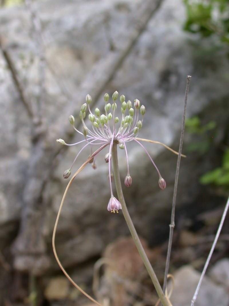 Allium daninianum