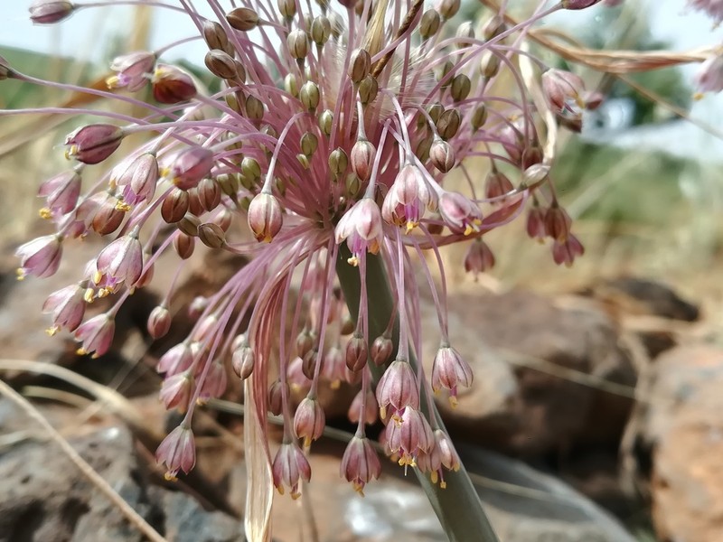 Allium daninianum photo 2