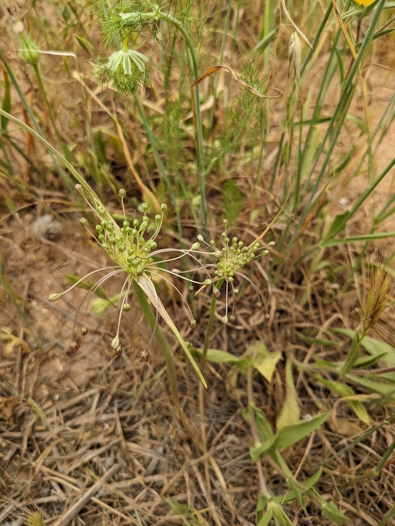 Allium daninianum photo 3