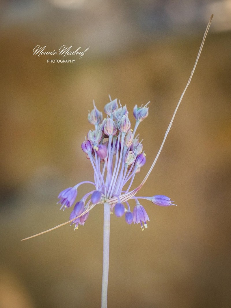 Allium daninianum photo 5