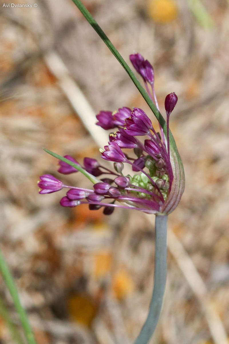 Allium daninianum photo 6