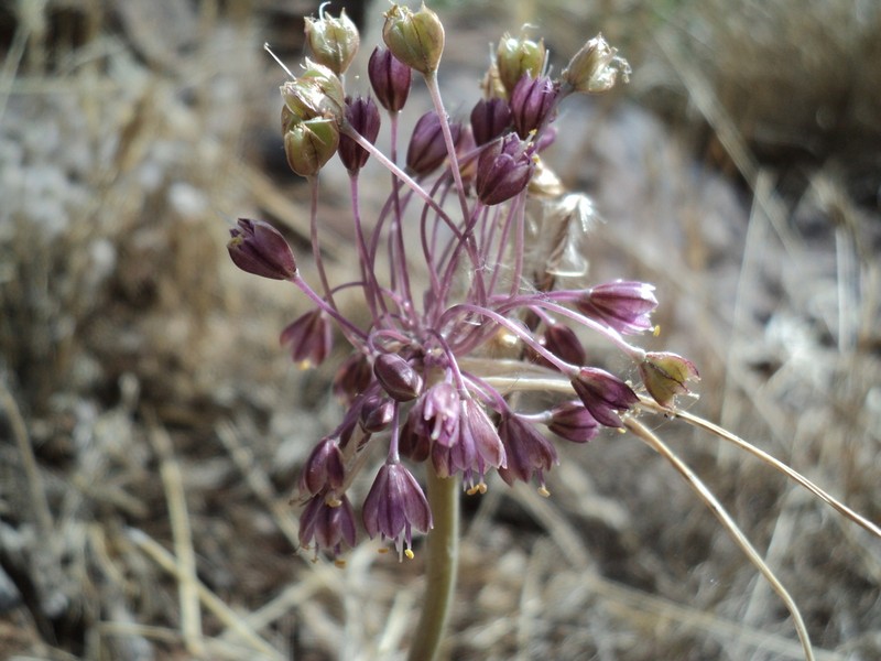 Allium daninianum photo 7